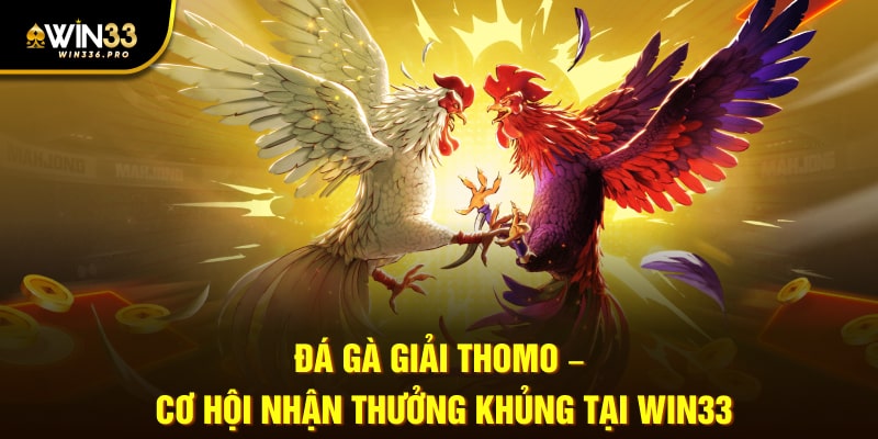 Đá Gà Giải Thomo – Cơ Hội Nhận Thưởng Khủng Tại WIN33